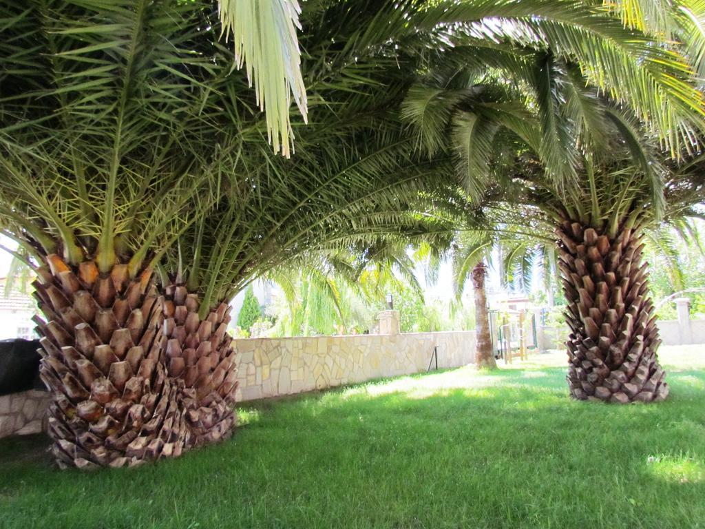 Dalyan Palmiye Resort Hotel Εξωτερικό φωτογραφία